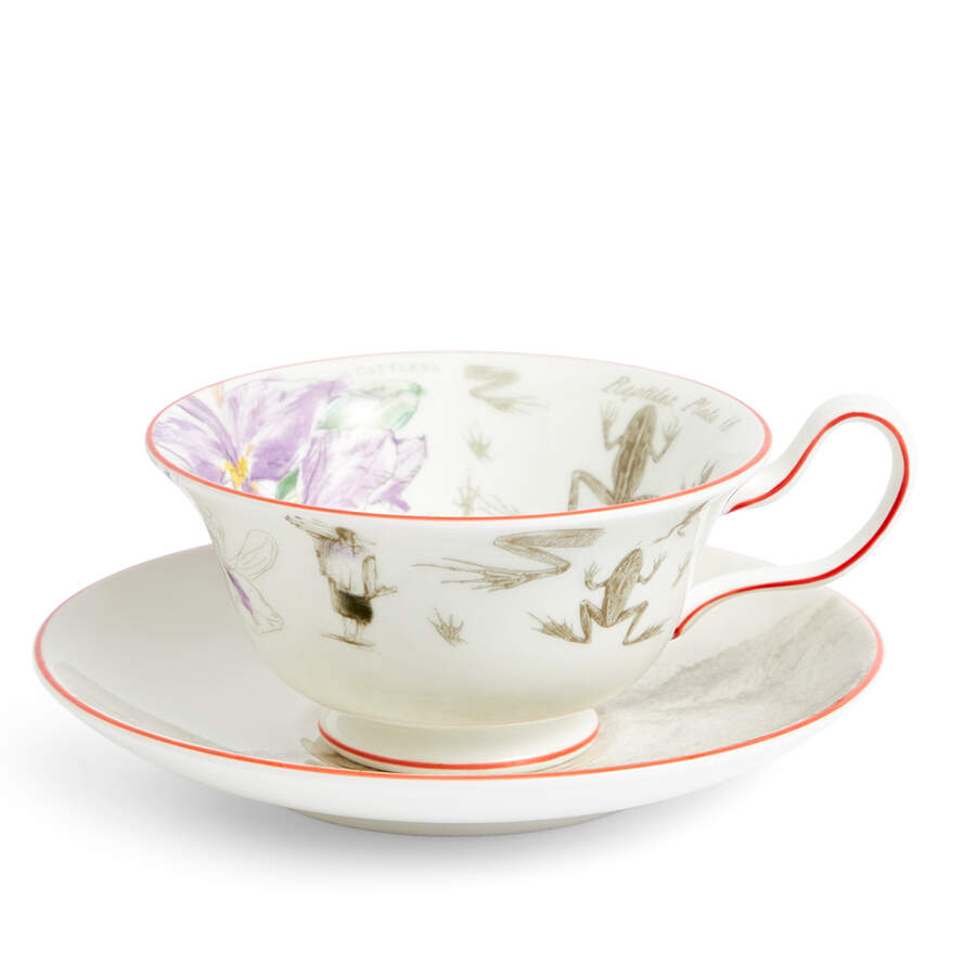 Darwin Voyage of the Beagle Flat Cup & Saucer Set by Wedgwood-1