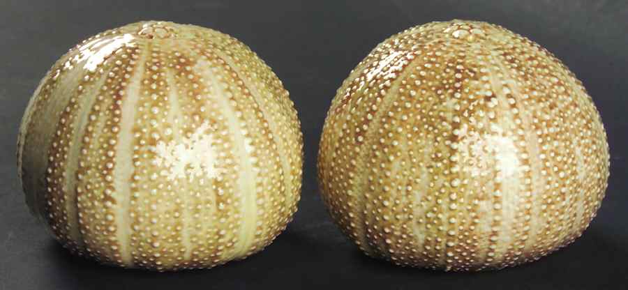 Viscaya Salt & Pepper Set by Zrike-1