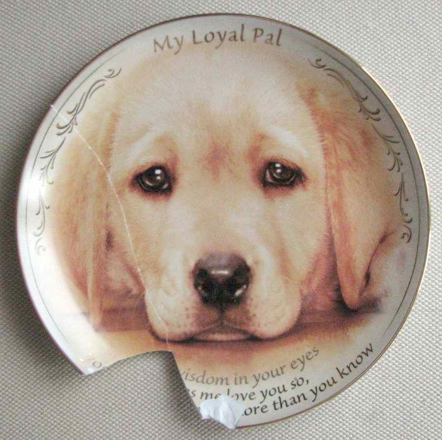 My Faithful Friend Golden Retriever Wisdom In Your Eyes - No Box by Bradford Exchange-1