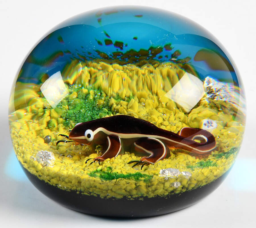Limited Edition Dated Paperweight Salamander - Boxed by Baccarat-1