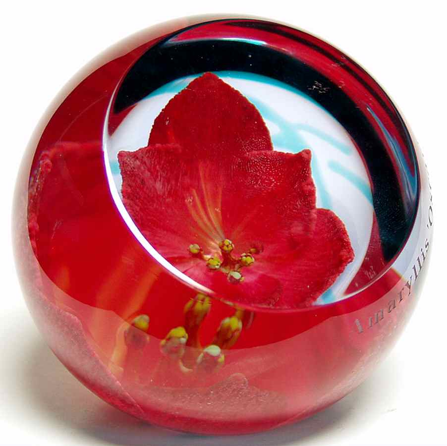Caithness Paperweight Amaryillis-Botanical Studies - No Box by Caithness-1