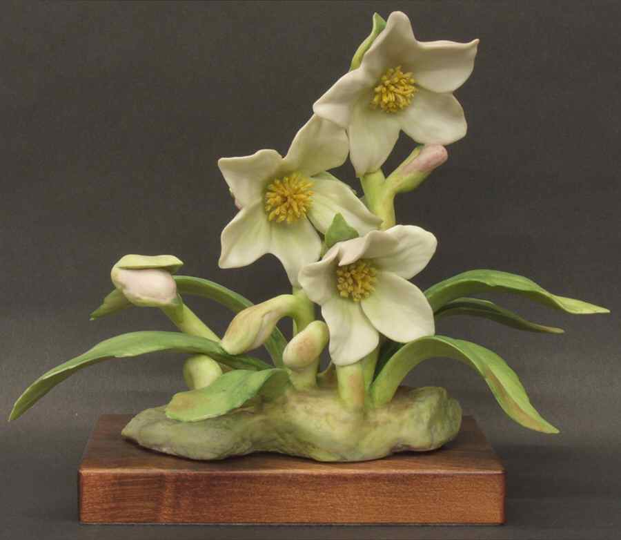 Floral Studies Christmas Rose  - No Box by Cybis-1