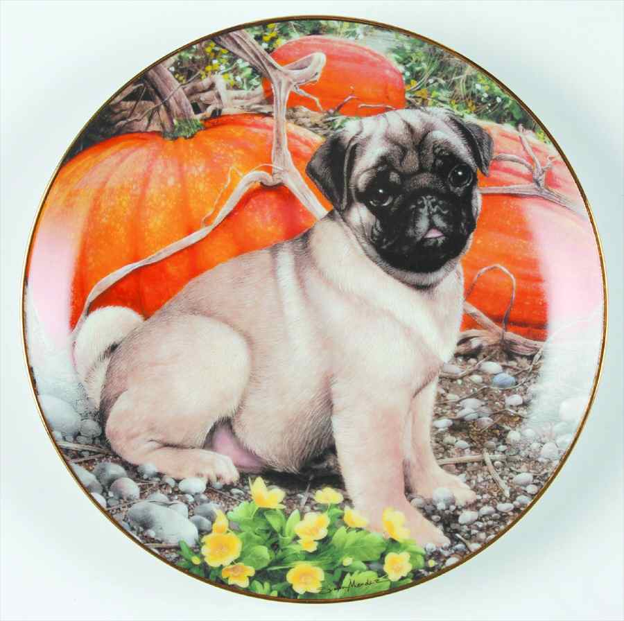 Pugs Pumpkin Patch Pug - No Box by Danbury Mint-1