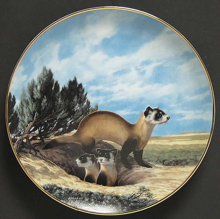 Last of Their Kind; Endangered Species Black-Footed Ferret - No Box by WS George-1