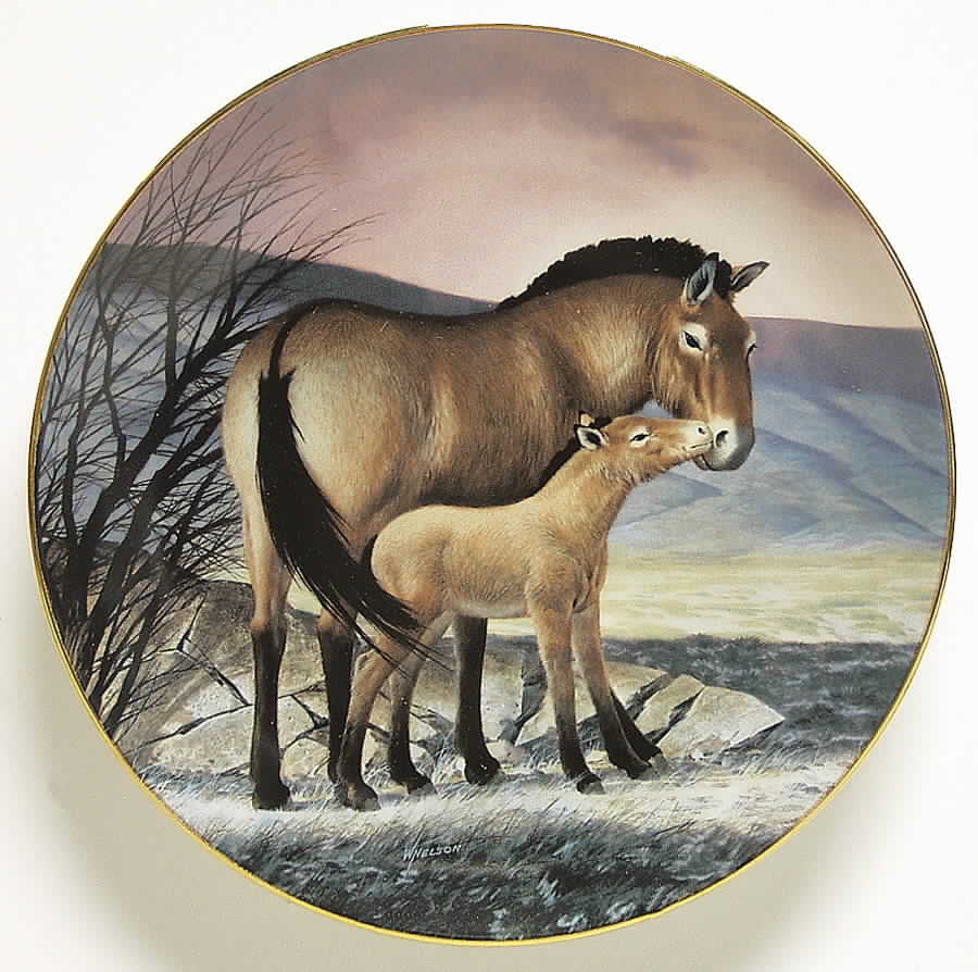 Last of Their Kind; Endangered Species Prezwalski's Horse - No Box by WS George-1