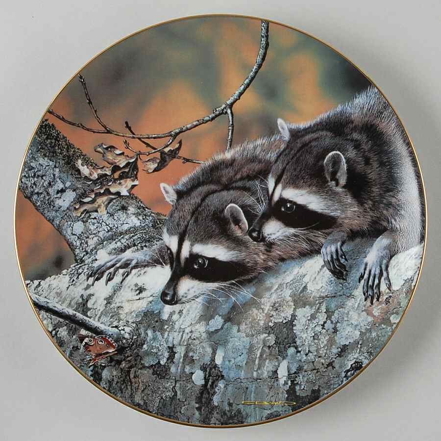 Our Woodland Friends Fascination:Raccoon - No Box by WS George-1