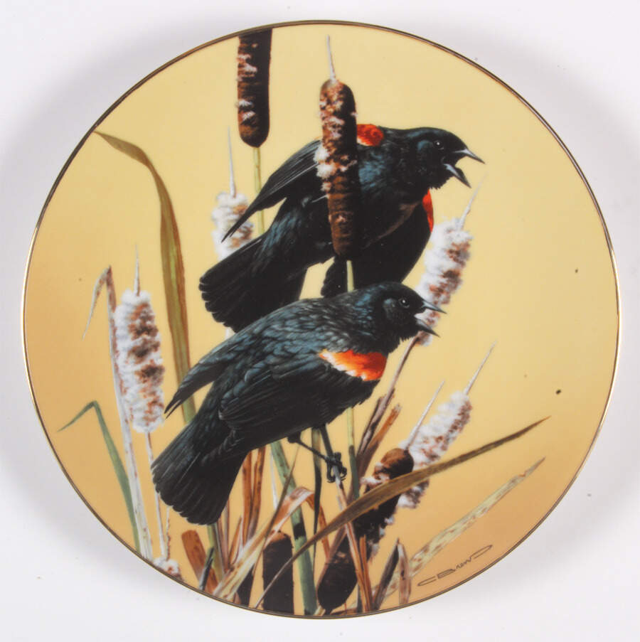 Portrait of Exquisite Birds Red-Winged Blackbird - Boxed by WS George-1