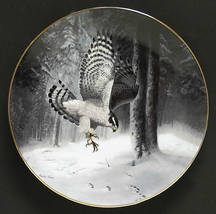 Soaring Majesty The Northern Goshawk - No Box by WS George-1
