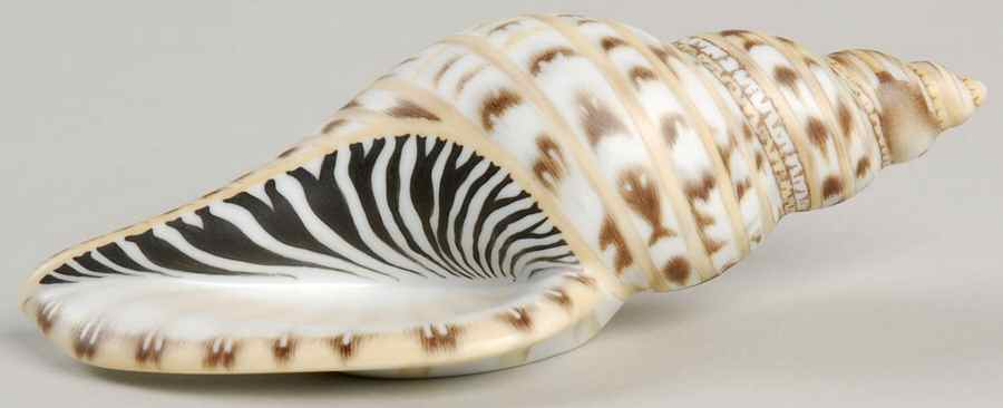Shells Tulip Shell-Natural - No Box by Herend-1