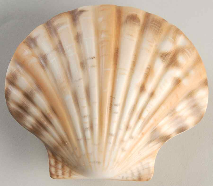 Shells Scallop Shell-Natural - No Box by Herend-1