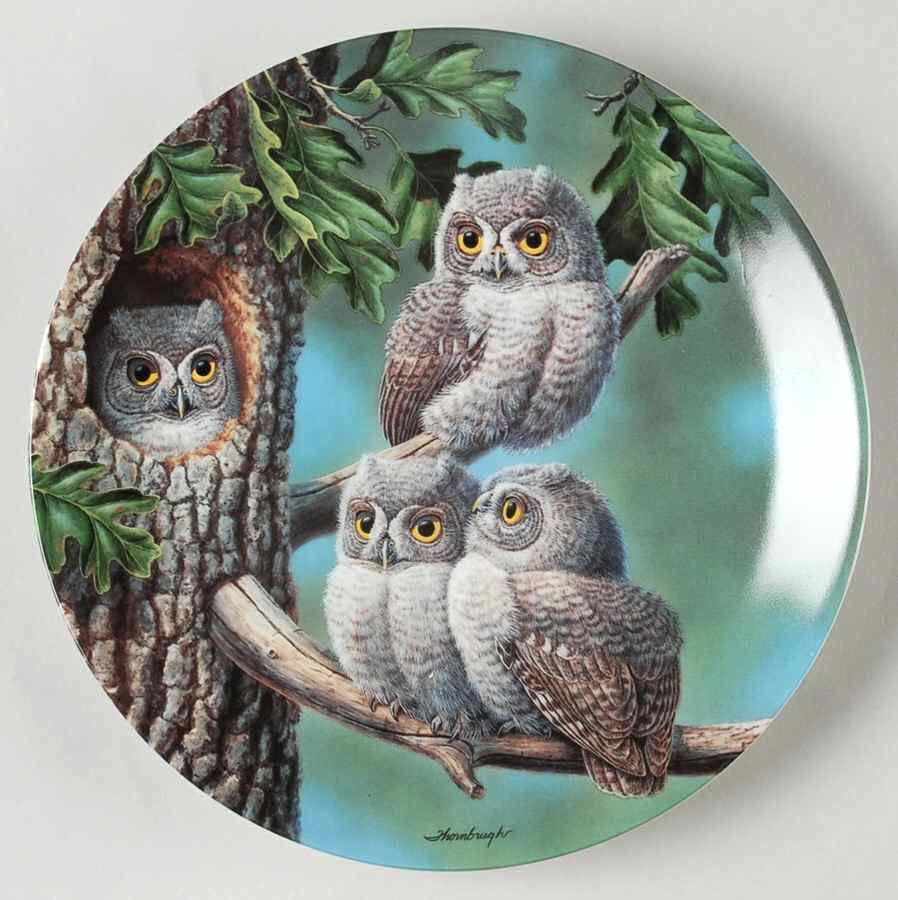 Baby Owls of North America Peek-A-Whoo: Screech Owls - No Box by Edwin Knowles-1