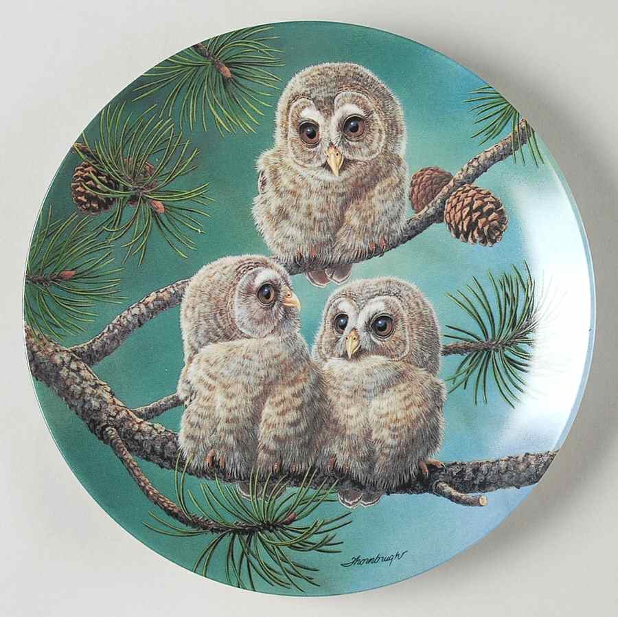 Baby Owls of North America Whoo's There?:Barred Owl - Boxed by Edwin Knowles-1