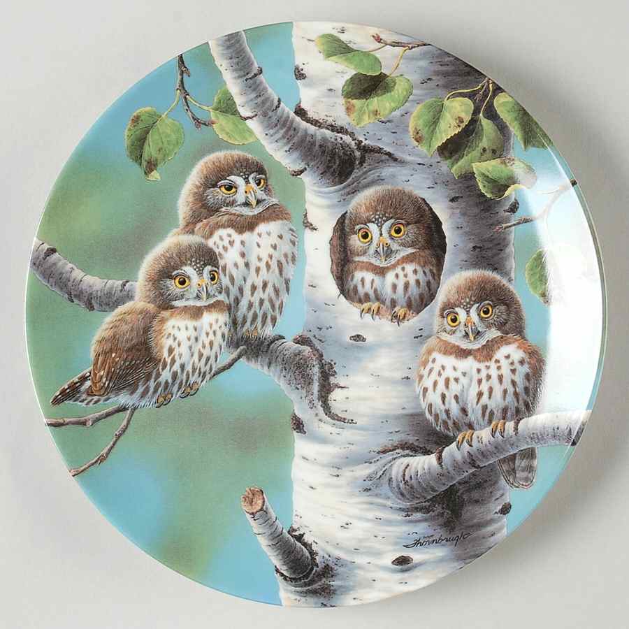 Baby Owls of North America Tree House:Northern Pygmy Owls - Boxed by Edwin Knowles-1