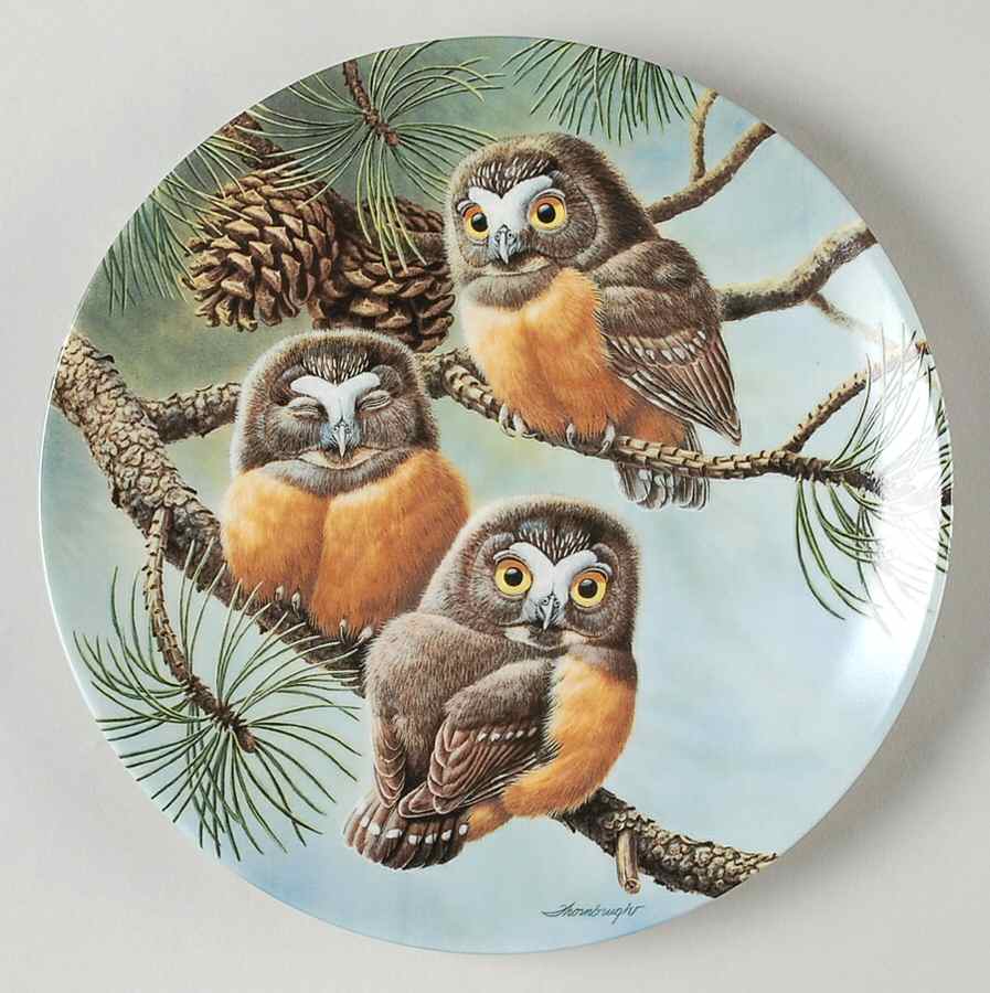 Baby Owls of North America Forty Winks: Saw-Whet Owls - Boxed by Edwin Knowles-1