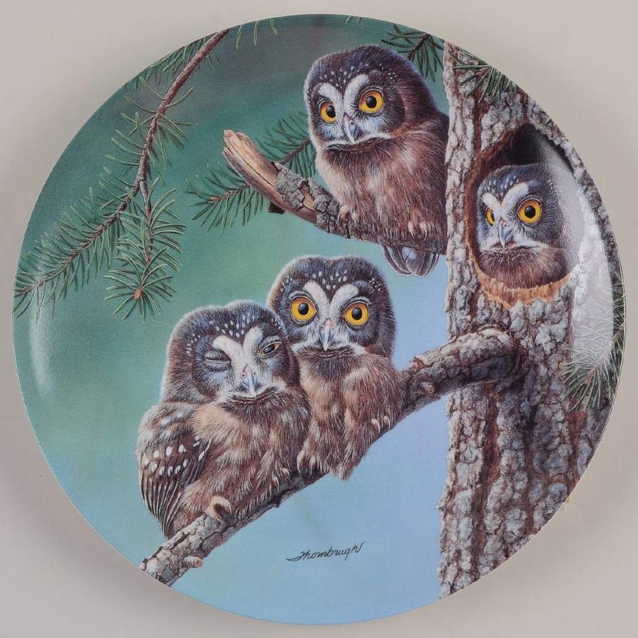 Baby Owls of North America Beginning To Explore:Boreal Owls - Boxed by Edwin Knowles-1