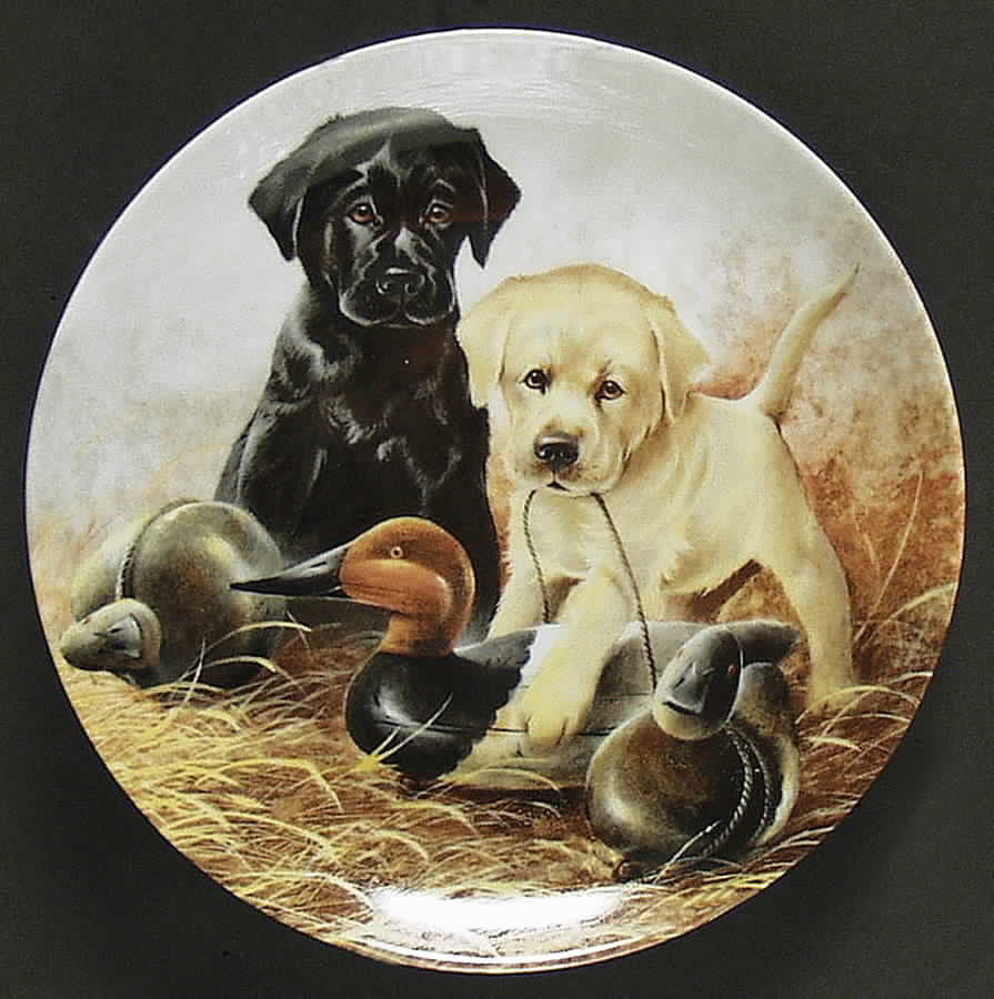 Field Puppies A Perfect Set-Labrador - Boxed by Edwin Knowles-1