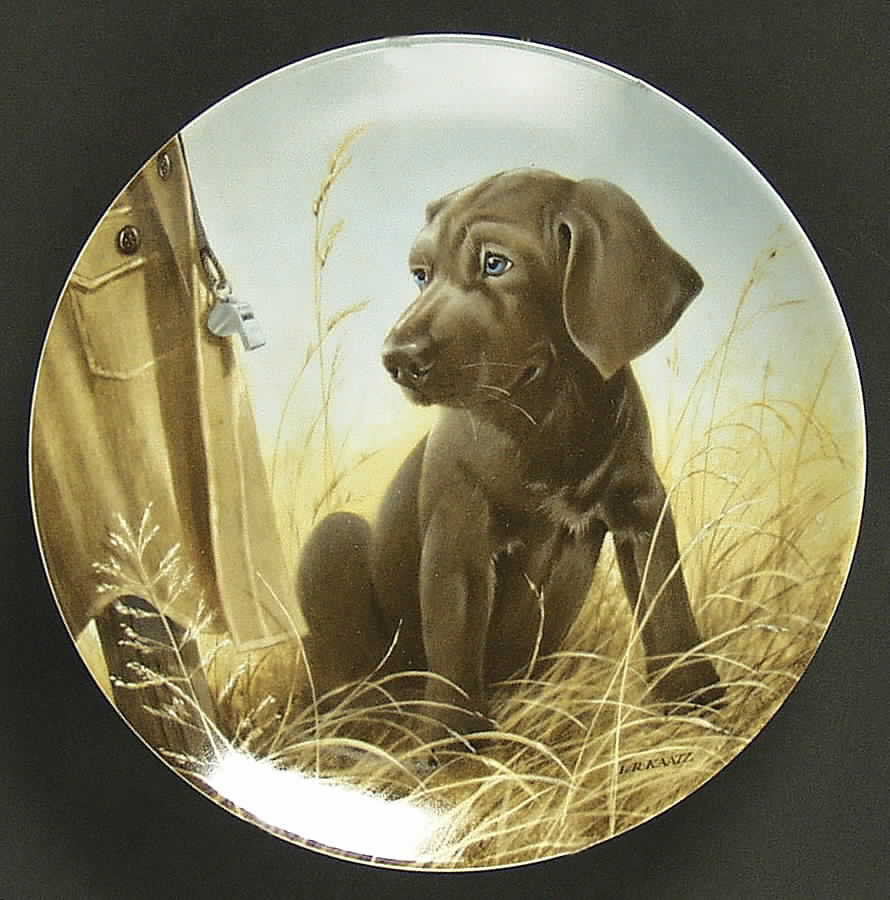 Field Puppies Command Performance-Wiemaraner - No Box by Edwin Knowles-1