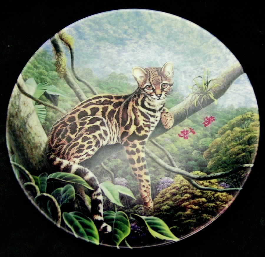 Great Cats of The Americas Margay - Boxed by Edwin Knowles-1