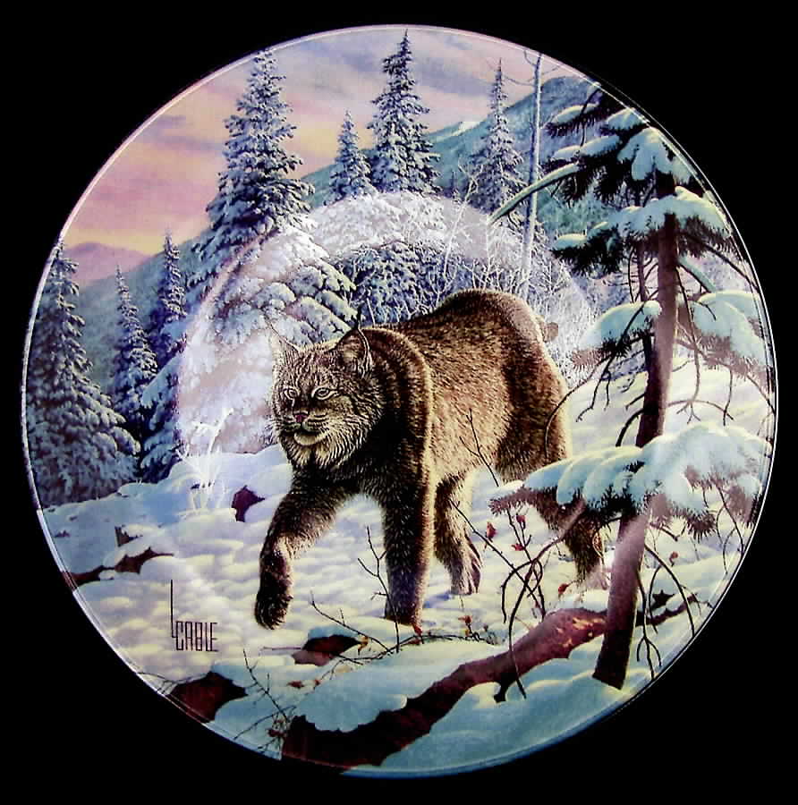 Great Cats of The Americas Lynx - Boxed by Edwin Knowles-1