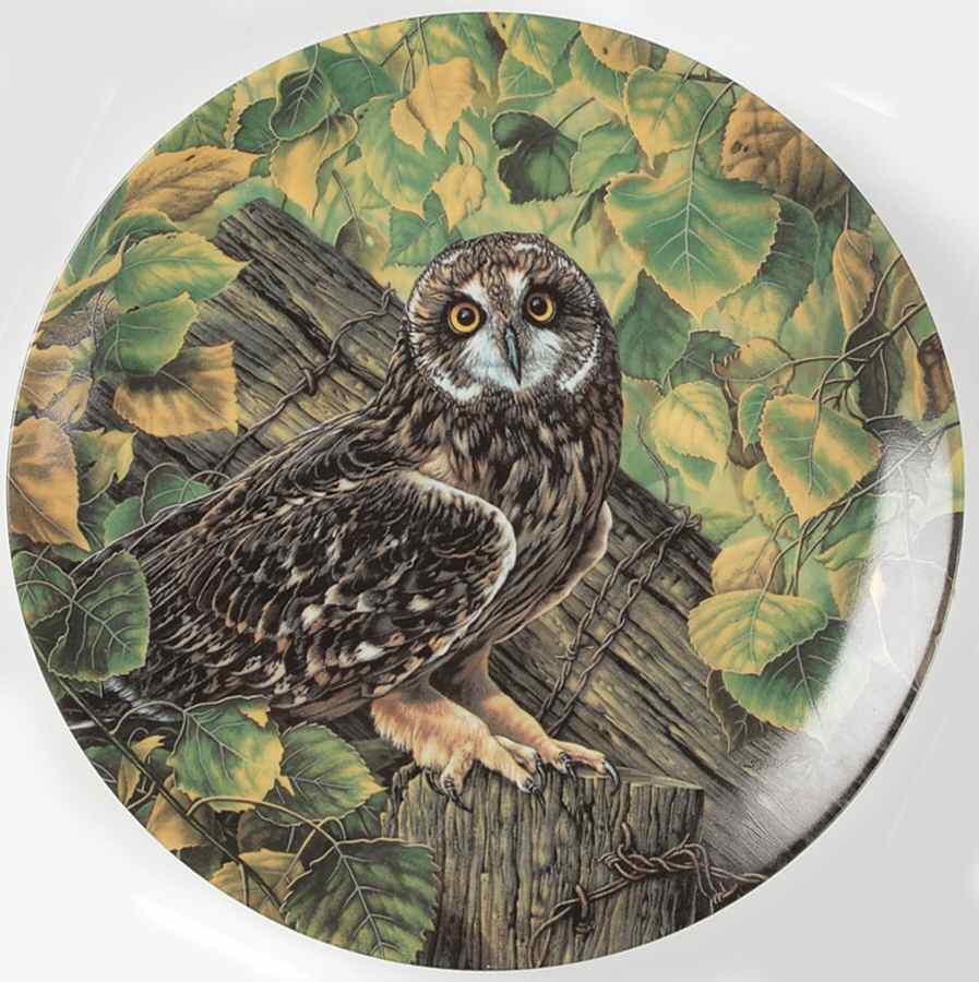Stately Owls The Short-Eared Owl - Boxed by Edwin Knowles-1