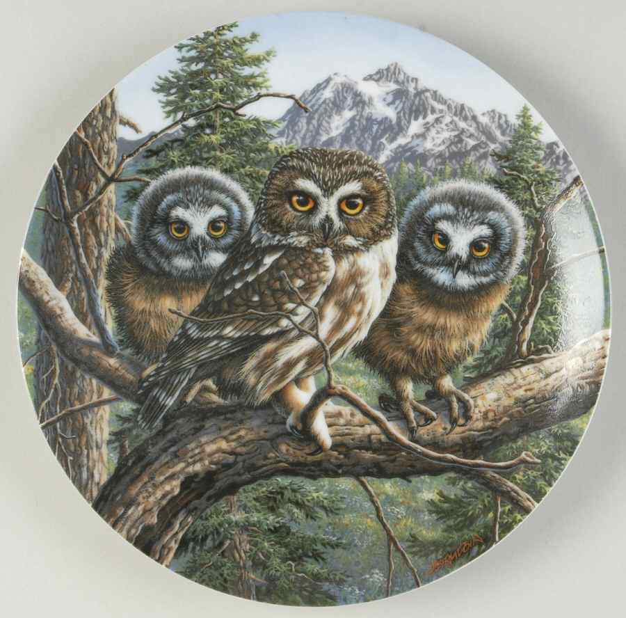 Under Mothers Wing-Plate Vast View:Saw-Whet Owls - Boxed by Edwin Knowles-1