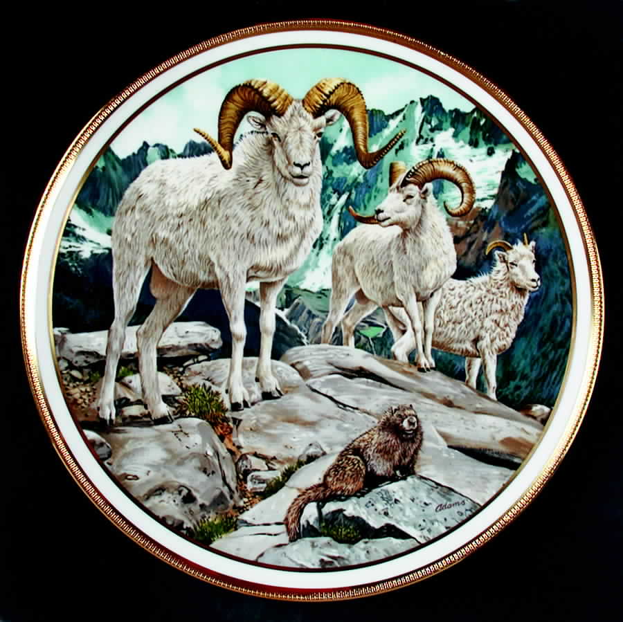 American Wildlife Dall Sheep - Boxed by Lenox-1