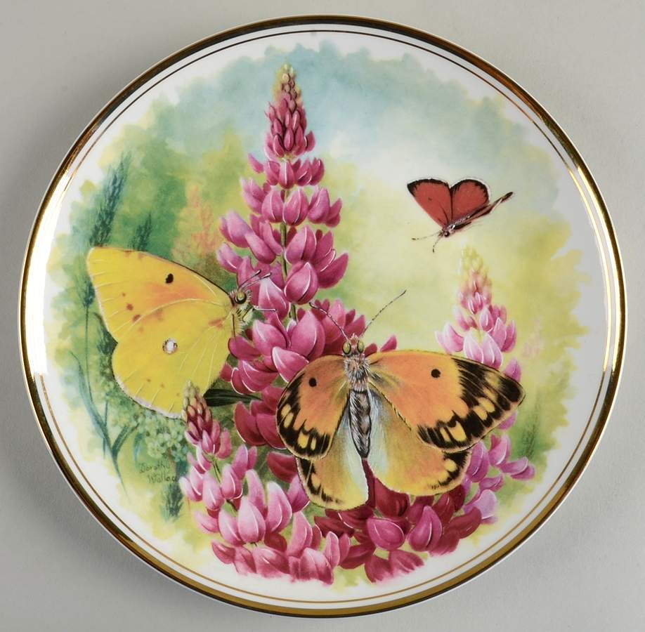 Butterfly Kingdom Clouded Yellow, Large Copper - With Box by Royal Vale-1