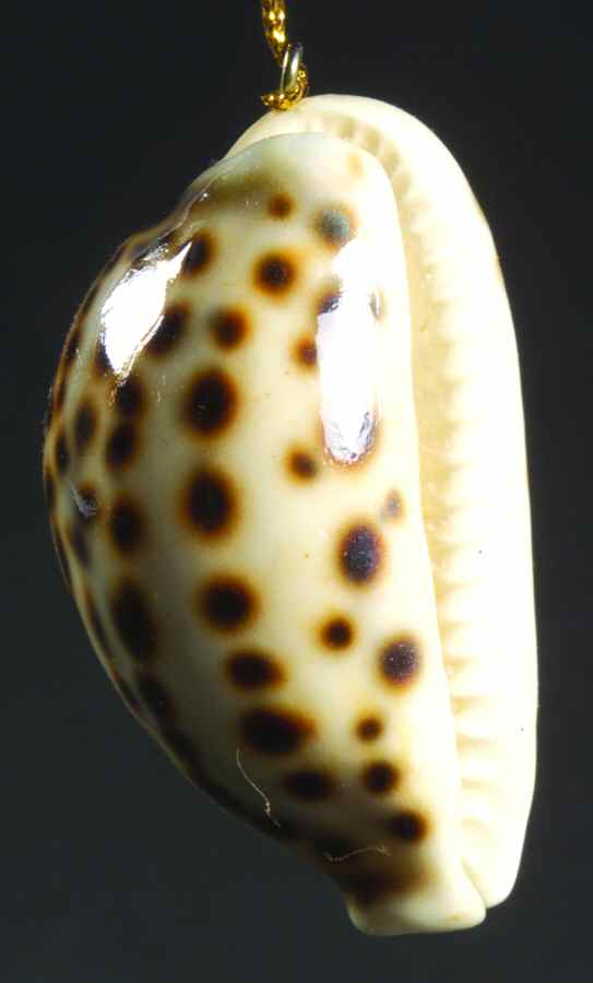 Resin Animal Ornaments Cowrie Shell - No Box by Slavic Treasures-1