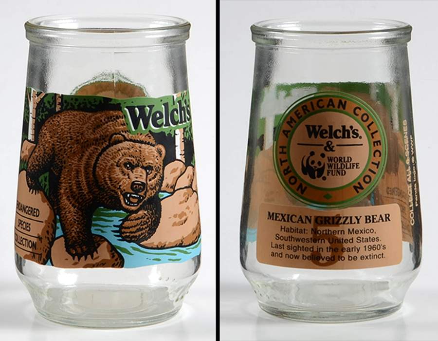Endangered Species Glass Mexican Grizzly Bear - No Box by Welchs-1