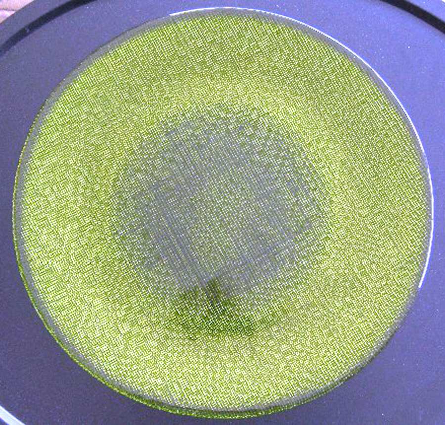 Bosc Salad Plate by Crate & Barrel-1