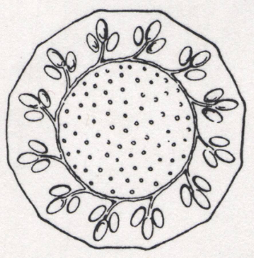 Boda Anna 13" Torte Plate by Kosta-Boda-1