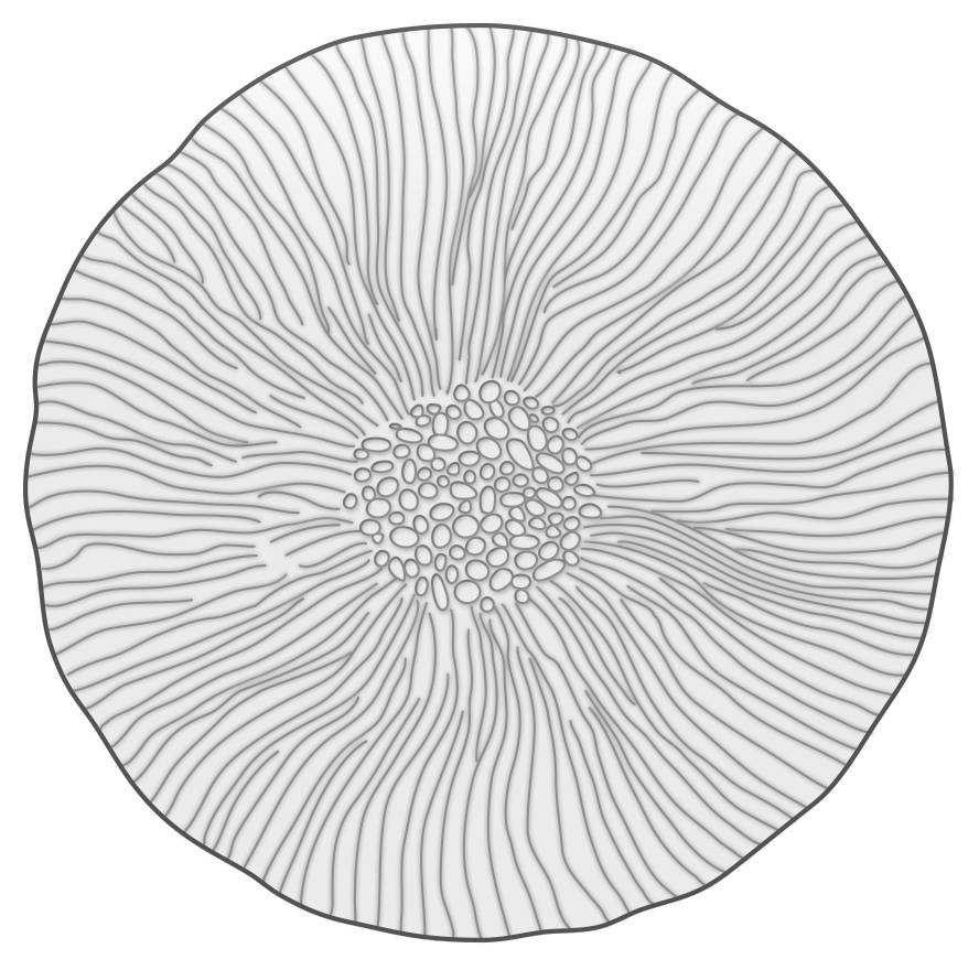 Ruffled Lotus Vanilla Ice Dinner Plate by Mikasa-1