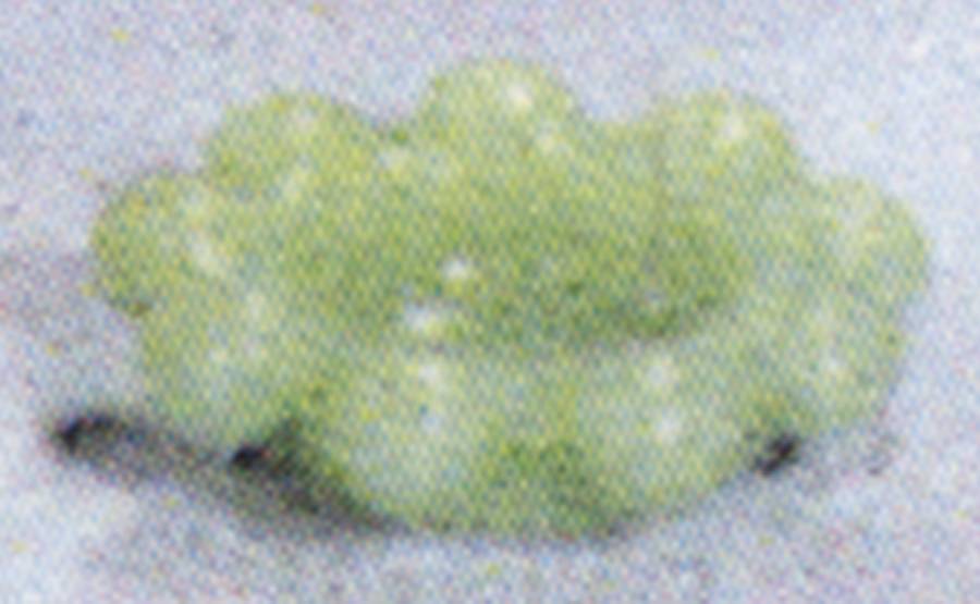 Candlewick Jade Ite 2" Round Ashtray by Mosser (Ohio)-1