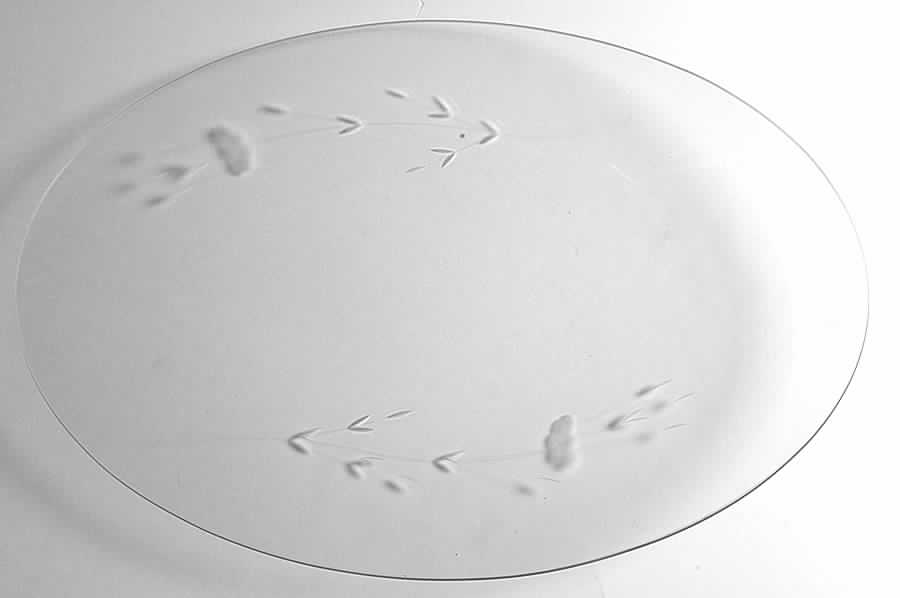 Heritage 18" Platter by Princess House-1