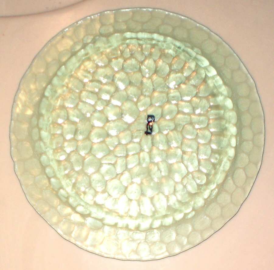TLC5 8" Salad Plate by Tag Ltd-1