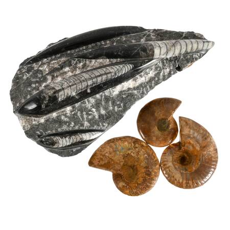 Display Collection of Four Cleoniceras Ammonite and Orthoceras Fossils