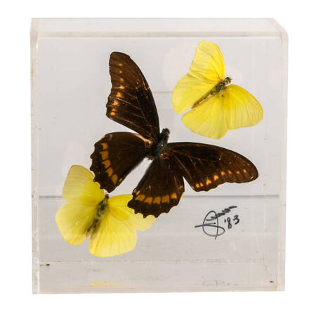 Signed Gold Rim Swallowtail and Common Mormon Butterfly Display Case