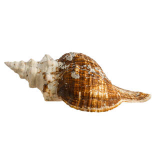 Large Horse Conch Shell