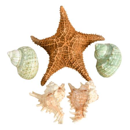 Five-Piece Coastal Ocean Treasures Décor Set