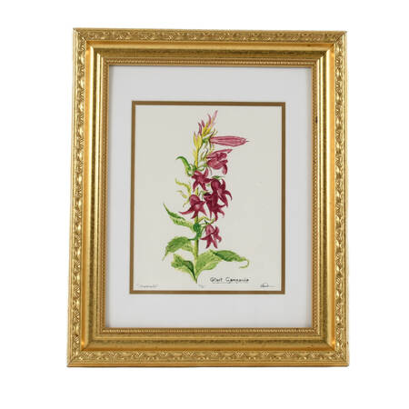 Framed S. Kent Watercolor Campanula Flower Limited Edition 4/50