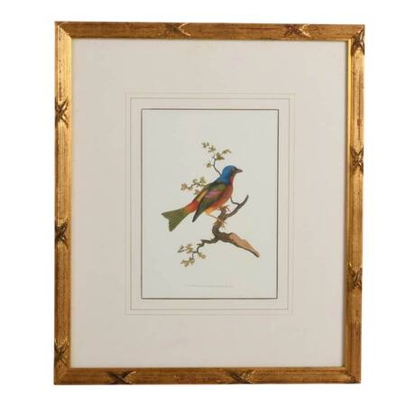 Antique Framed "Painted Bunting" Hand-Colored Engraving by Edward Donovan