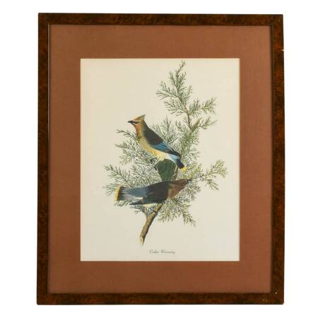 Framed "Cedar Waxwing" Print After John James Audubon