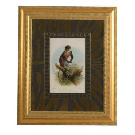 "White-Throated Guenon" Print After Joseph Smit & Printer M.&N. Hanhart