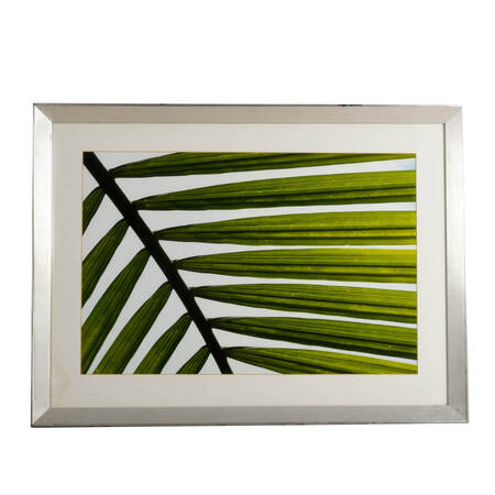 Framed Tropical Palm Leaf Frond Macro Photograph