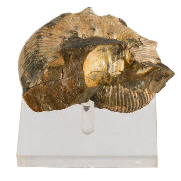 Fossilized Scaphite on Acrylic Stand