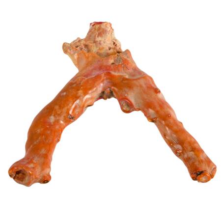 Fossilized Natural Red Coral Branch Specimen