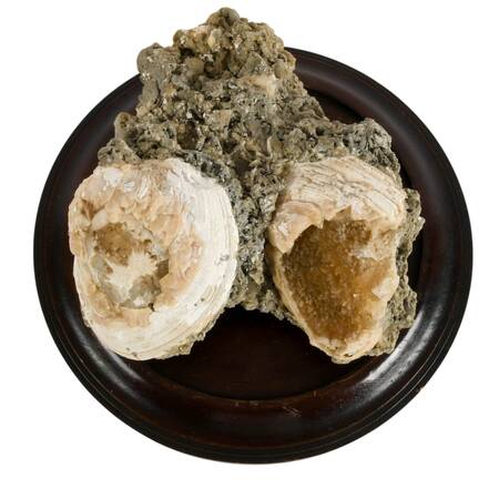 Ruck's Pit Fossilized Clams Specimen with Honey Calcite Crystals on Base