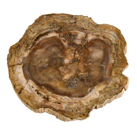 Polished Slice of Petrified Wood Fossil