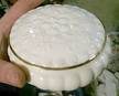 Camellia Round Box & Lid