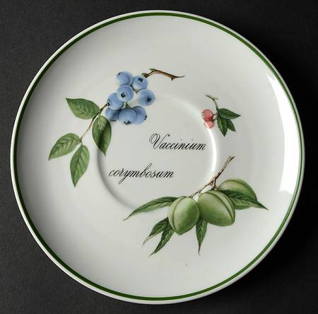 Elysian Gardens Saucer for Jumbo Cup